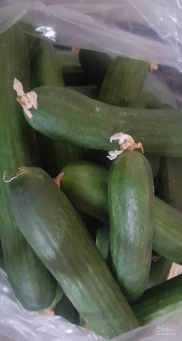 فروش خیار