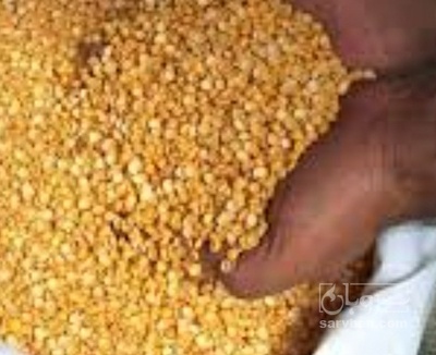 فروش نخود کفتری - لپه