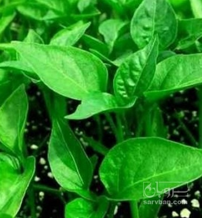 فروش نشا فلفل تند