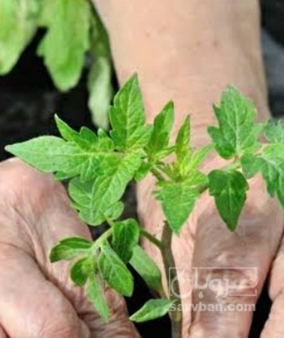 فروش نشا گوجه فرنگی