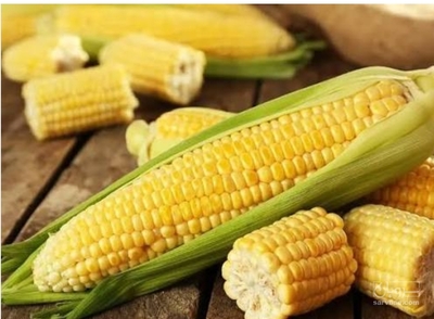فروش ذرت