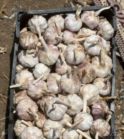 فروش سیر