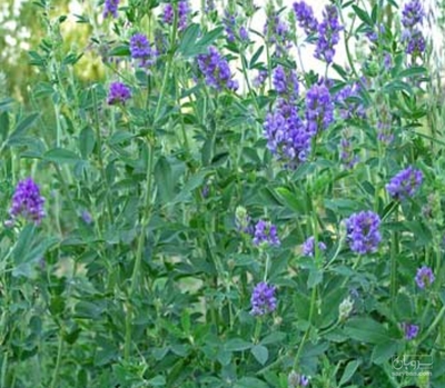 فروش یونجه