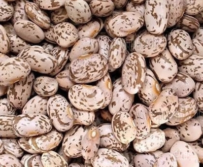 فروش لوبیا چیتی