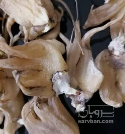 فروش ثعلب  پنجه ایی(گیاه‌ دارویی)