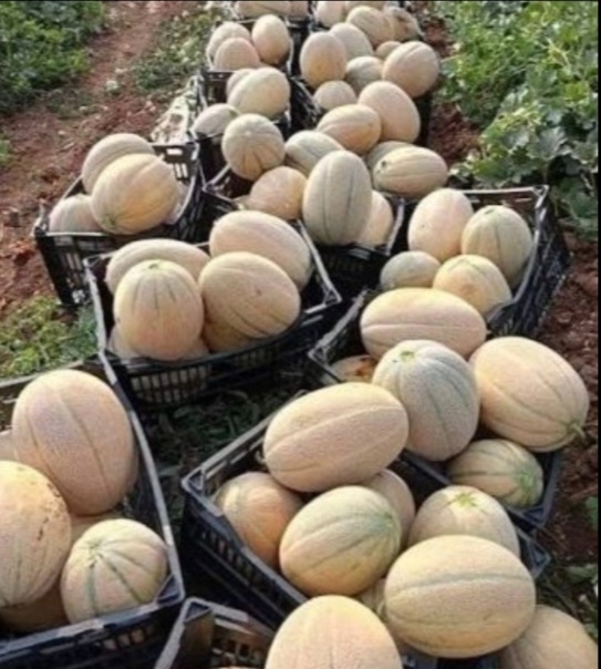 فروش طالبی جانا