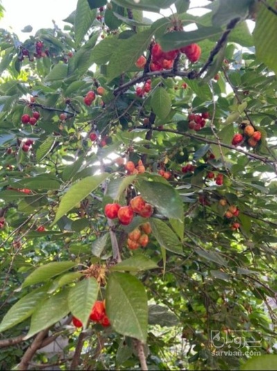 فروش گیلاس