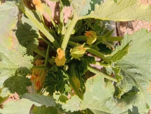 فروش طالبی