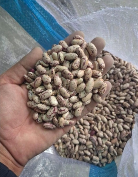 فروش لوبیا چیتی