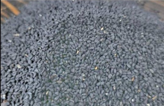 فروش سیاهدانه (گیاه‌ دارویی)