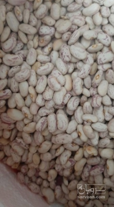فروش لوبیا چیتی