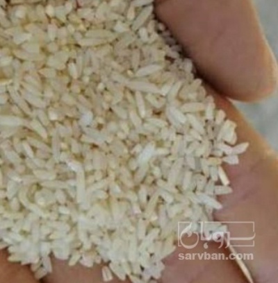 فروش برنج لاشه طارم