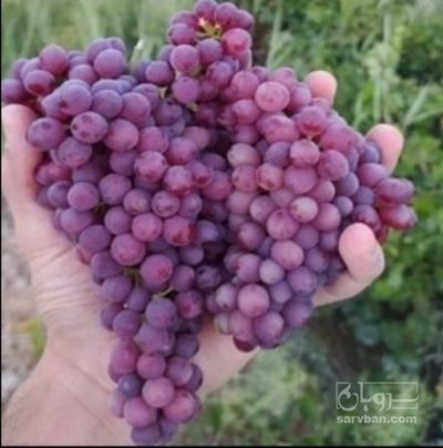 فروش انگور