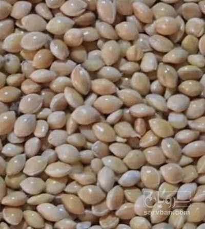 فروش ارزن