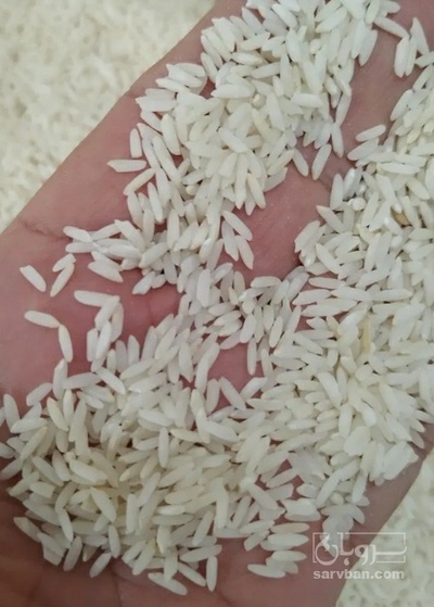 فروش برنج اقتصادی چمپا