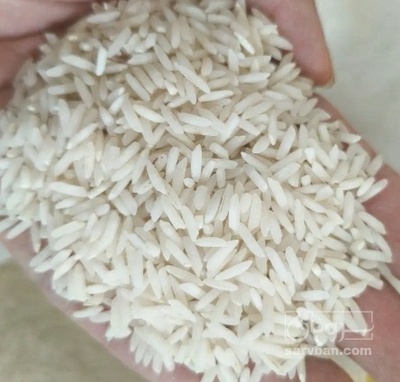 فروش برنج کامفیروزی