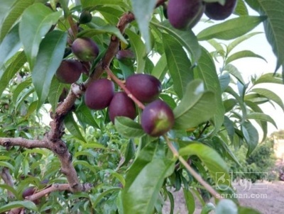 فروش شلیل