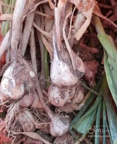 فروش سیر