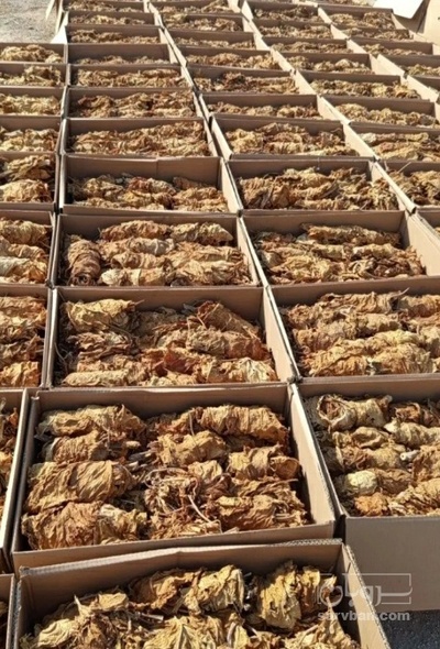 فروش توتون تند