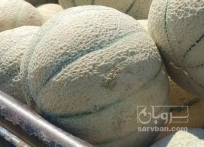 فروش طالبی