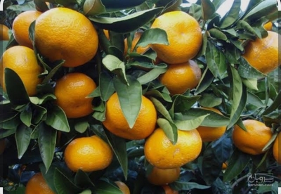فروش نارنگی محلی