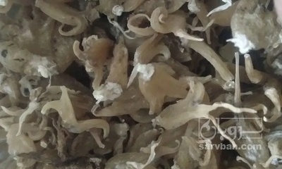 فروش ثعلب (گیاه‌ دارویی)