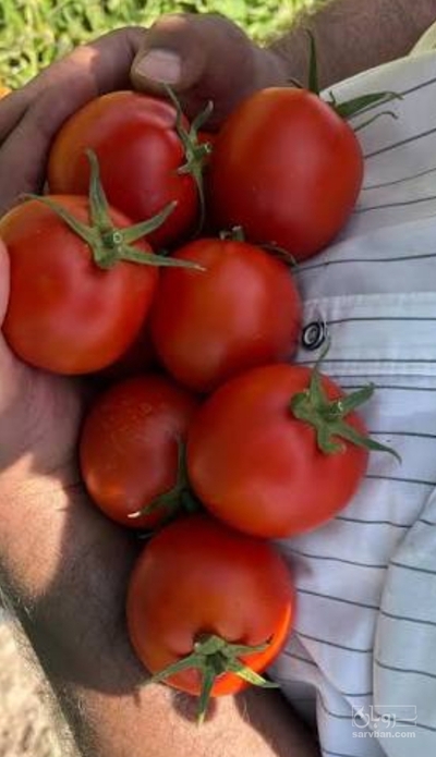 فروش گوجه فرنگی