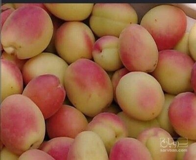 فروش زردآلو