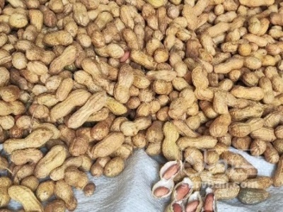 فروش بادام زمینی