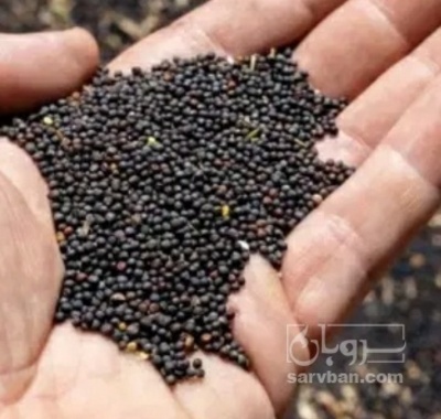 فروش کلزا