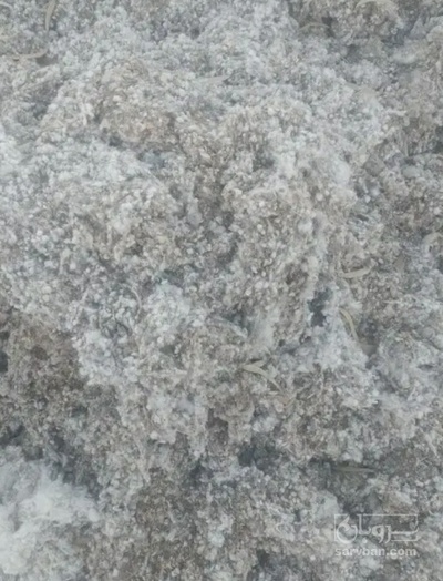 فروش پنبه
