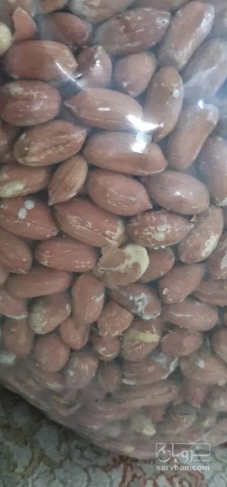 فروش بادام زمینی