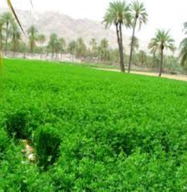 فروش یونجه