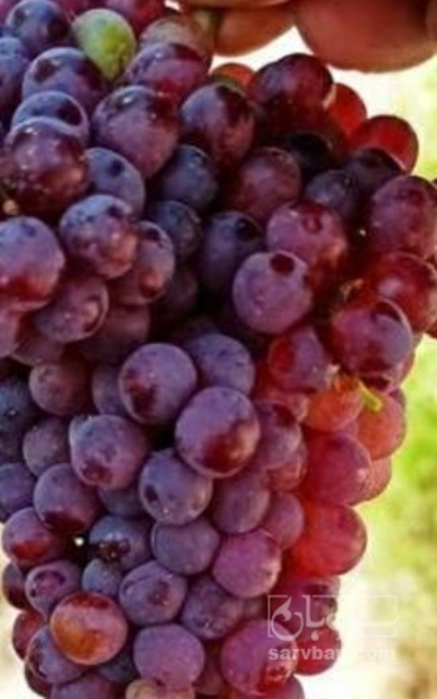 فروش انگور یاقوتی