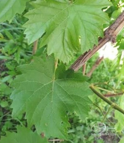 فروش برگ انگور - برگ مو