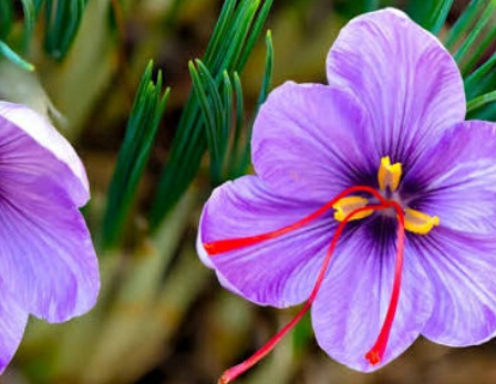 فروش زعفران (گیاه‌ دارویی)