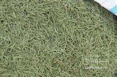 فروش رزماری (گیاه‌ دارویی)