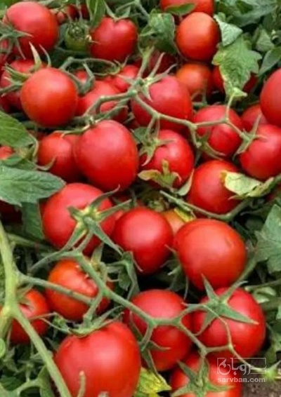 فروش گوجه فرنگی