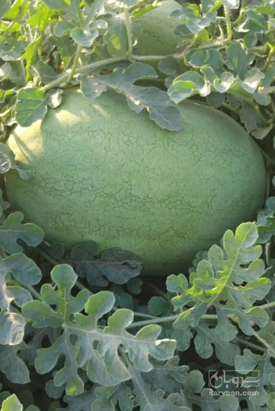 فروش هندوانه