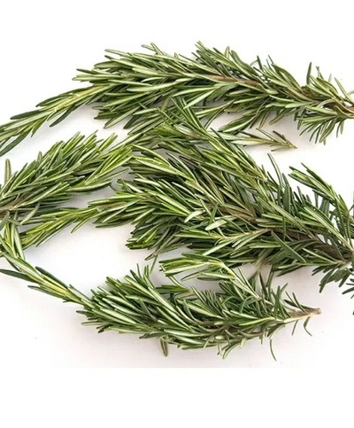 فروش رزماری (گیاه‌ دارویی)