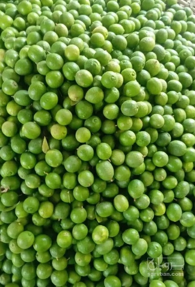 فروش لیمو ترش