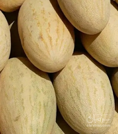 فروش خربزه