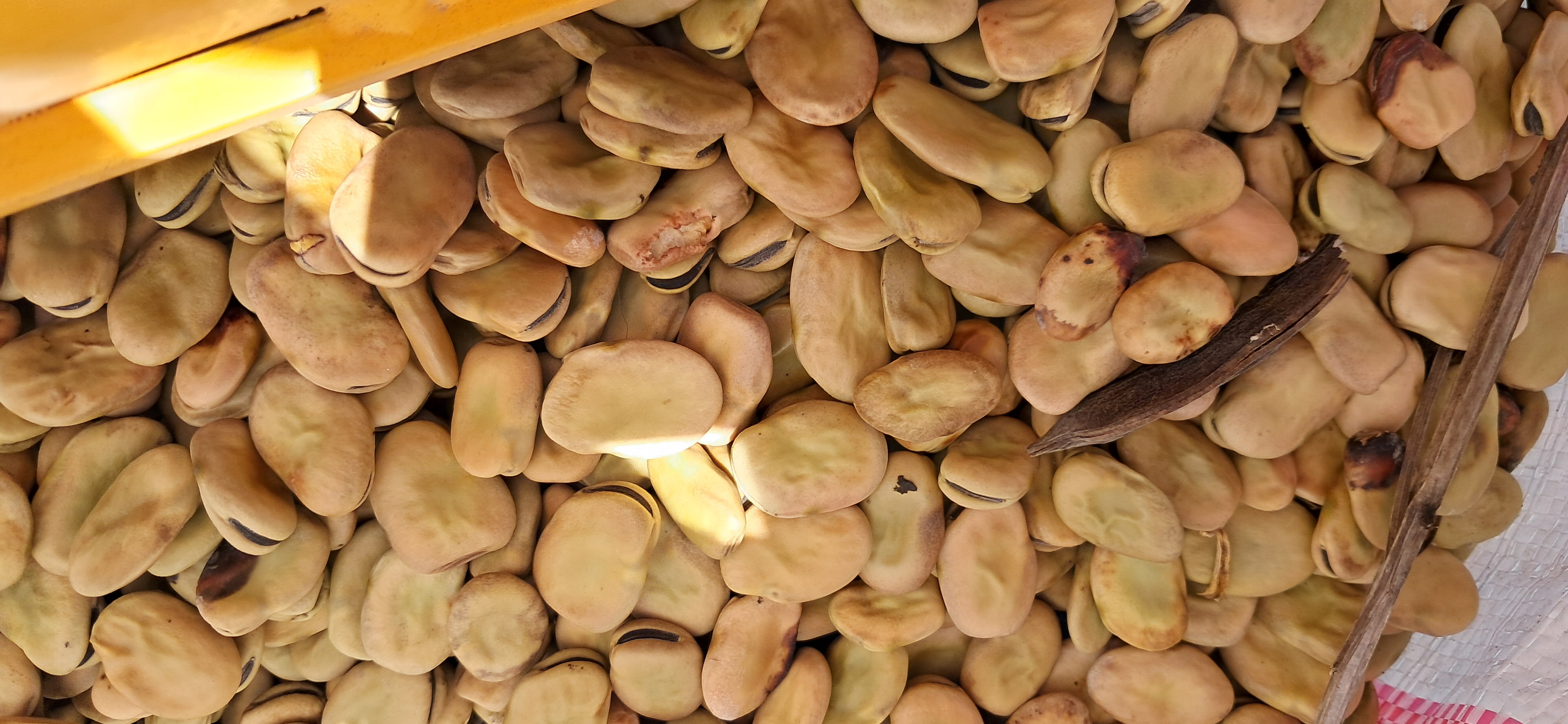 فروش باقلاخشک