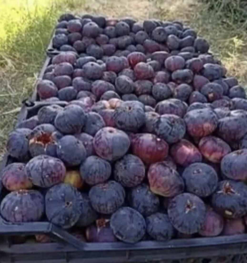 فروش انجیرسیاه