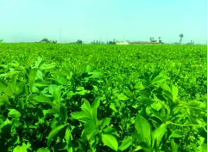 فروش یونجه