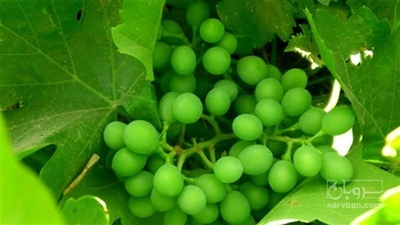 فروش غوره