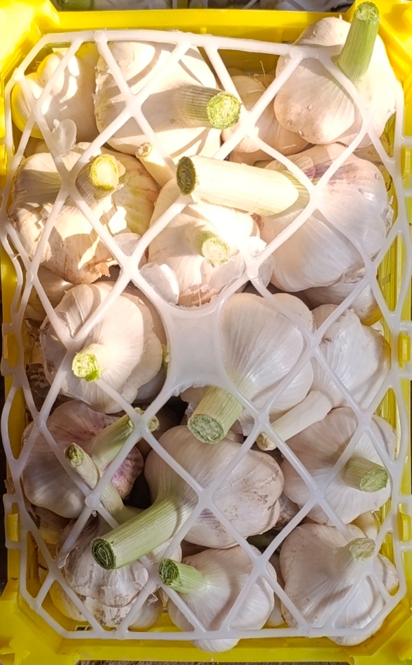 فروش سیر