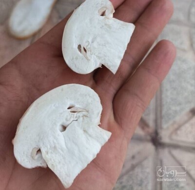 فروش قارچ دکمه ای
