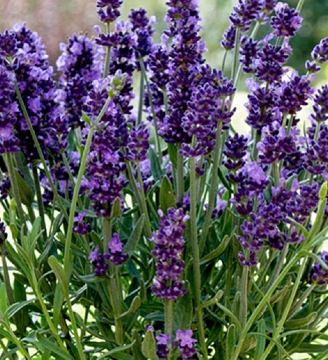 فروش اسطوخودوس (گیاه‌ دارویی)
