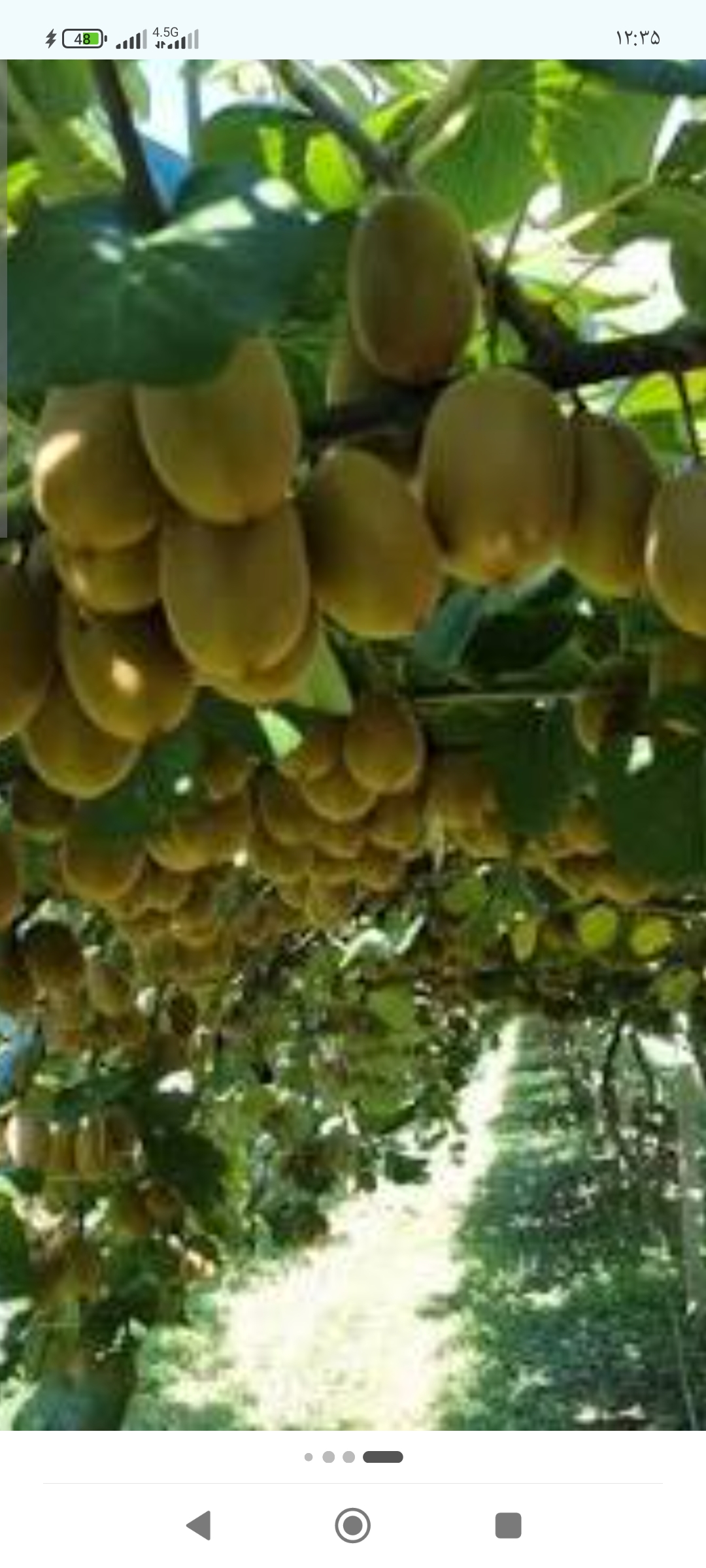 فروش کیوی